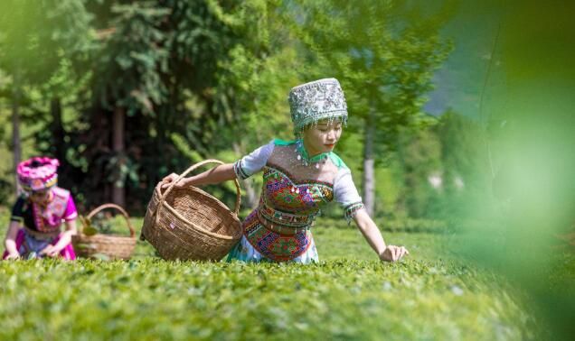 有关于建始县：春茗好时节 茶农采茶忙的相关信息(2)