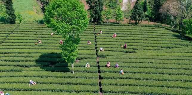有关于建始县：春茗好时节 茶农采茶忙的相关信息(6)