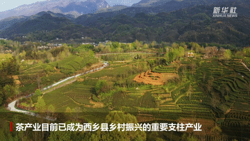 有关于茶香拂遍秦巴山 织出乡村振兴好“钱”途的相关信息(4)