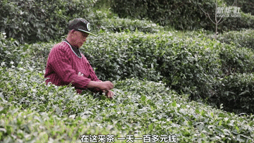 有关于茶香拂遍秦巴山 织出乡村振兴好“钱”途的相关信息(2)