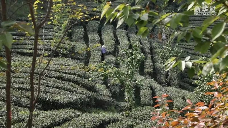 有关于茶香拂遍秦巴山 织出乡村振兴好“钱”途的相关信息