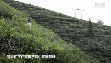 有关于茶香拂遍秦巴山 织出乡村振兴好“钱”途的相关信息(1)