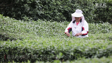 有关于茶香拂遍秦巴山 织出乡村振兴好“钱”途的相关信息(3)