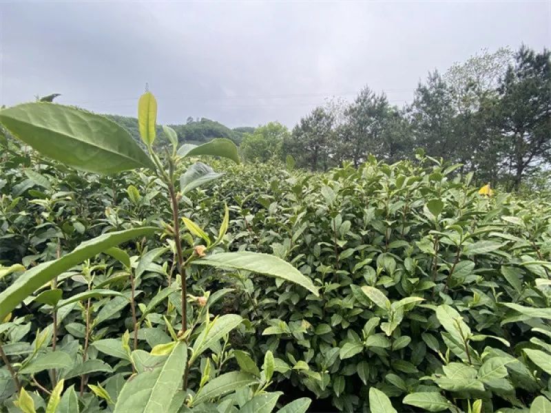 有关于千亩荒山种下千亩茶 黄冈一负债村变身富裕村的相关信息
