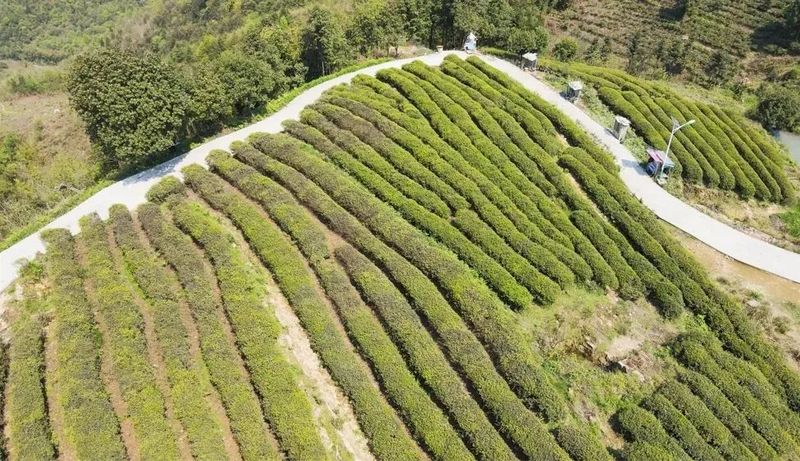 有关于黔南都匀：春风绿茶山 春茶香满园的信息(3)