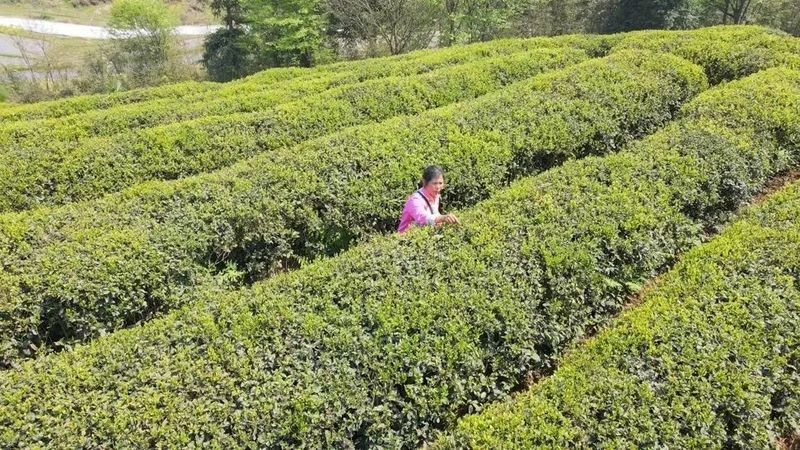 有关于黔南都匀：春风绿茶山 春茶香满园的信息(5)