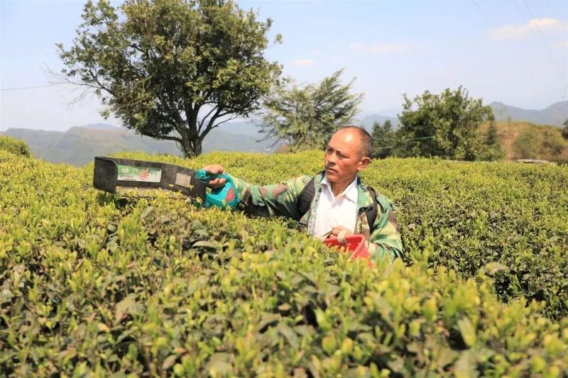 有关于黔南都匀：春风绿茶山 春茶香满园的信息(2)