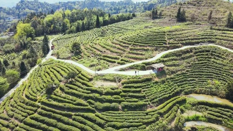 有关于黔南都匀：春风绿茶山 春茶香满园的信息
