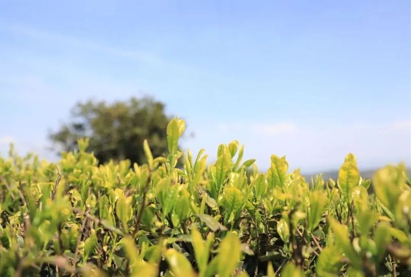 有关于黔南都匀：春风绿茶山 春茶香满园的信息(1)