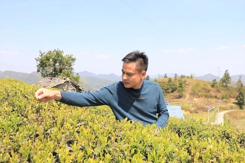 有关于黔南都匀：春风绿茶山 春茶香满园的信息(4)
