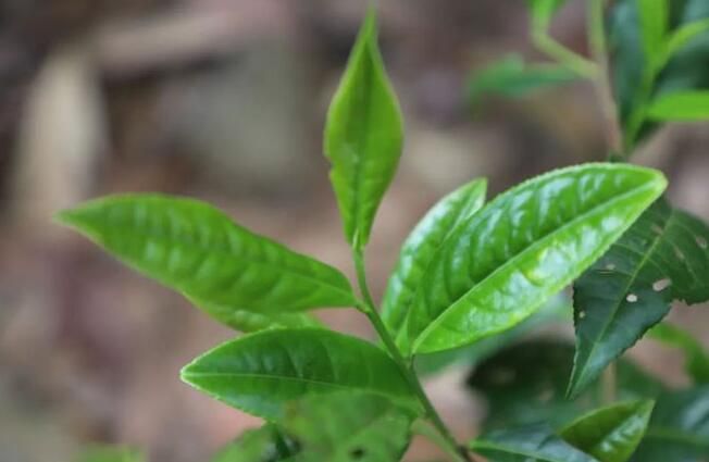 有关于春茶正飘香!连州茶农采茶忙的消息(6)