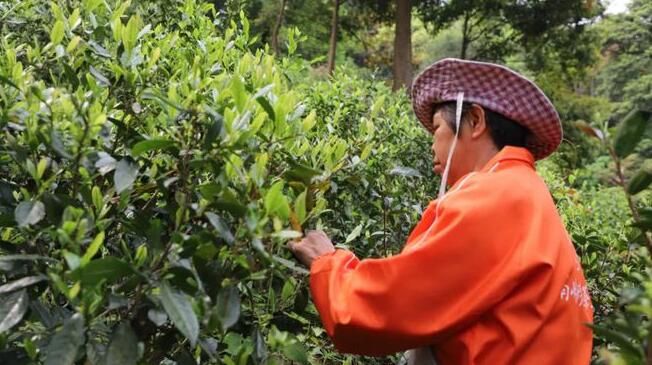 有关于春茶正飘香!连州茶农采茶忙的消息