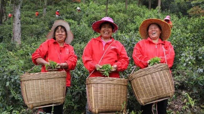 有关于春茶正飘香!连州茶农采茶忙的消息(1)