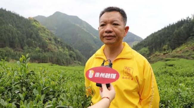 有关于春茶正飘香!连州茶农采茶忙的消息(7)