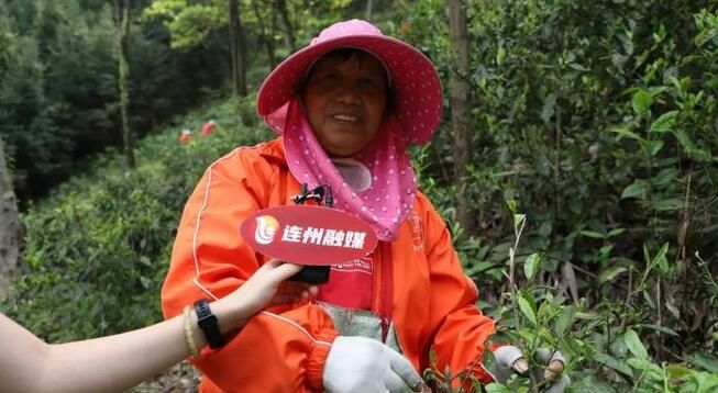 有关于春茶正飘香!连州茶农采茶忙的消息(3)