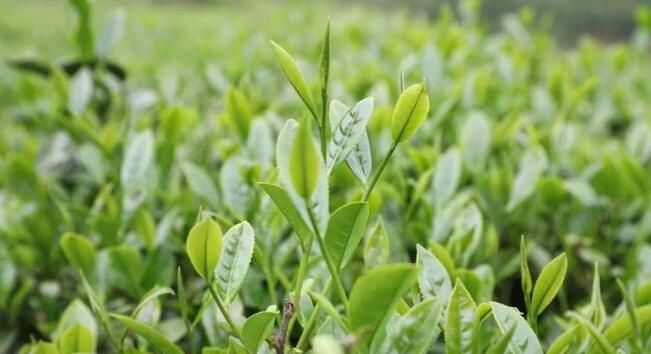 有关于春茶正飘香!连州茶农采茶忙的消息(5)