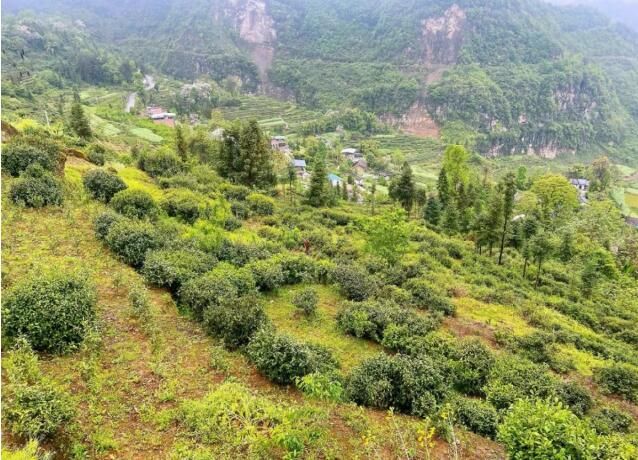 有关于巫山福田茶产业:绿了山头 富了百姓的相关内容(2)