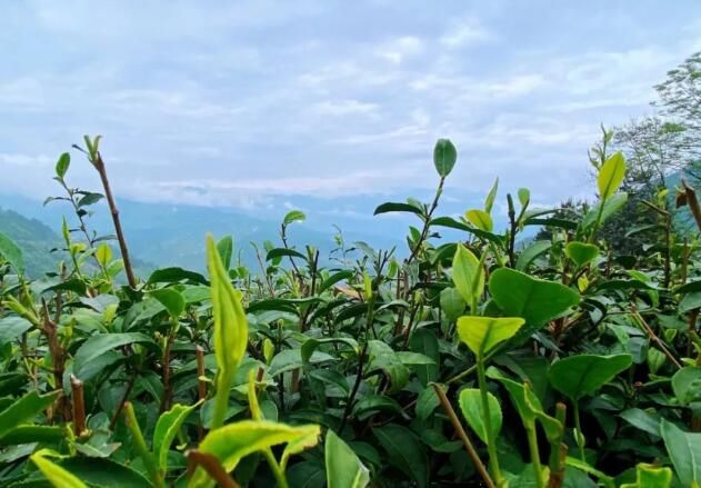 有关于巫山福田茶产业:绿了山头 富了百姓的相关内容(1)
