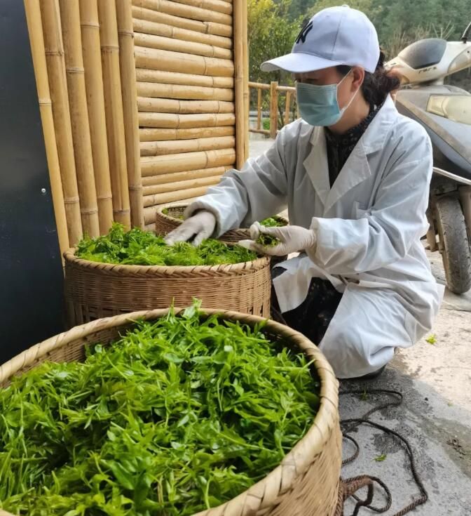 关于湖南凤凰：紫薇雪茶进入产销旺季的消息(2)