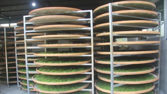 关于湖南凤凰：紫薇雪茶进入产销旺季的消息(10)