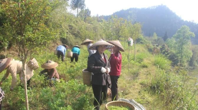 关于湖南凤凰：紫薇雪茶进入产销旺季的消息(6)
