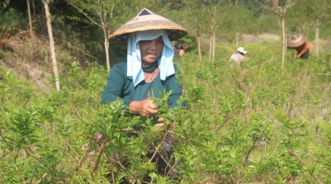 关于湖南凤凰：紫薇雪茶进入产销旺季的消息(4)