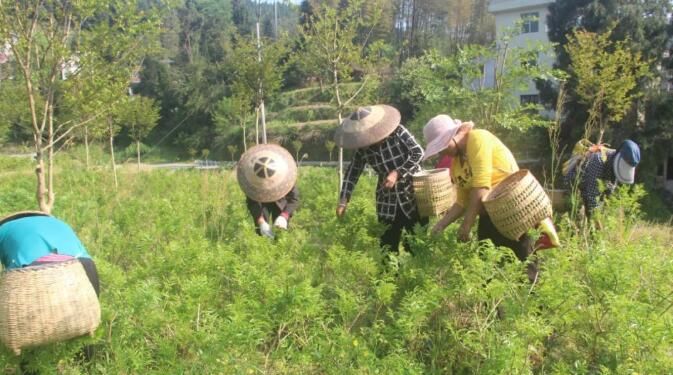 关于湖南凤凰：紫薇雪茶进入产销旺季的消息