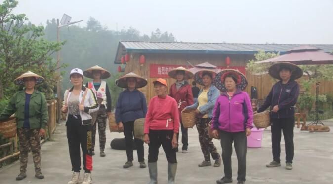 关于湖南凤凰：紫薇雪茶进入产销旺季的消息(1)