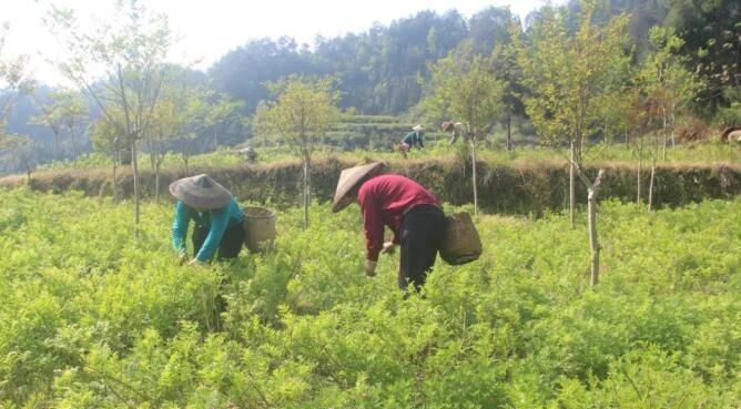 关于湖南凤凰：紫薇雪茶进入产销旺季的消息(8)