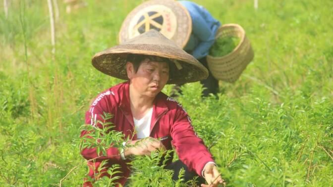 关于湖南凤凰：紫薇雪茶进入产销旺季的消息(5)