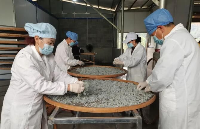 关于湖南凤凰：紫薇雪茶进入产销旺季的消息(11)