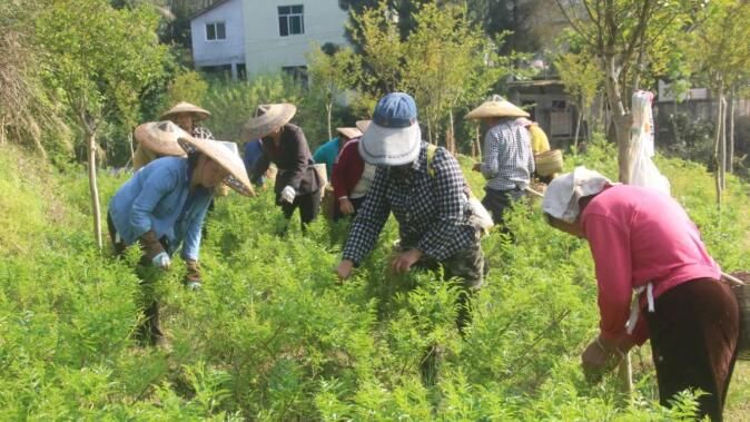 关于湖南凤凰：紫薇雪茶进入产销旺季的消息(3)