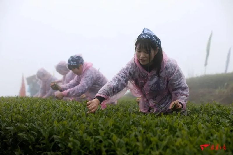 有关于平和白芽奇兰茶开采仪式成功举办!的最新消息(5)