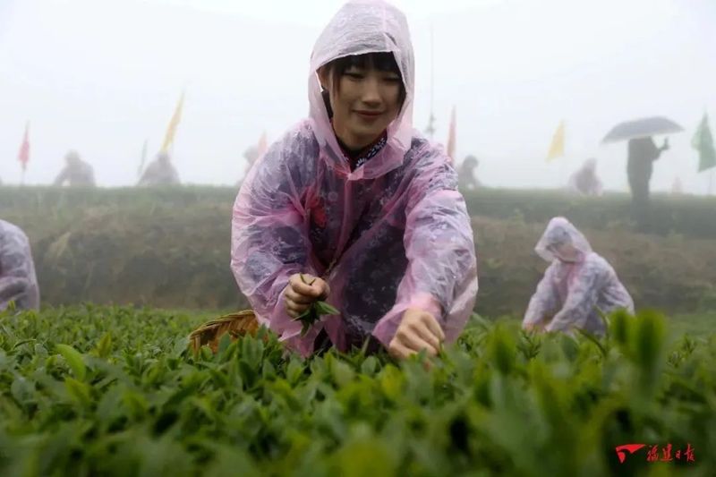 有关于平和白芽奇兰茶开采仪式成功举办!的最新消息(4)
