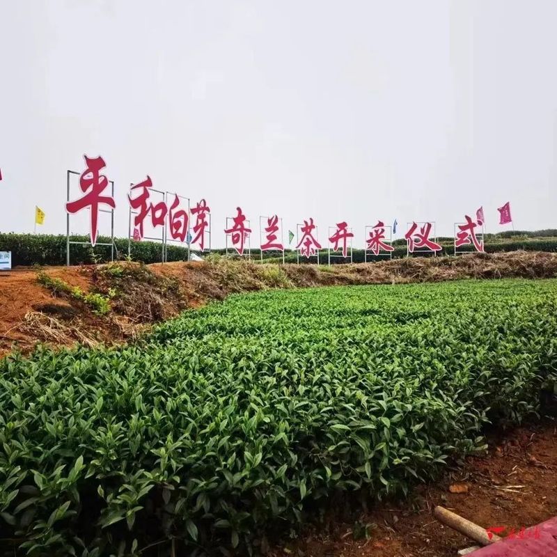 有关于平和白芽奇兰茶开采仪式成功举办!的最新消息
