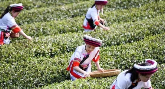 关于湖南桑植白茶进入春茶采摘季 白族村民采茶忙的内容(2)