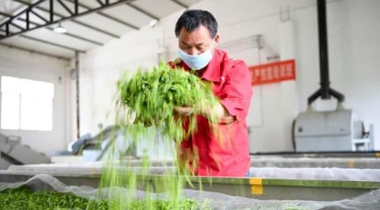 关于湖南桑植白茶进入春茶采摘季 白族村民采茶忙的内容(6)