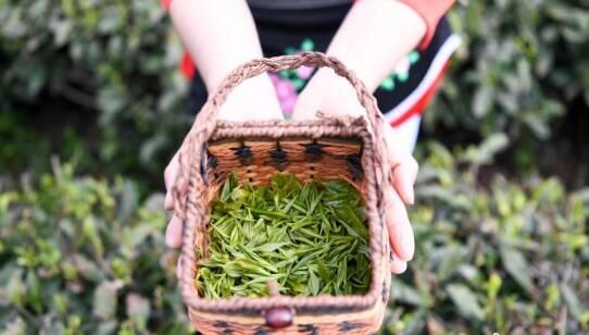 关于湖南桑植白茶进入春茶采摘季 白族村民采茶忙的内容(1)