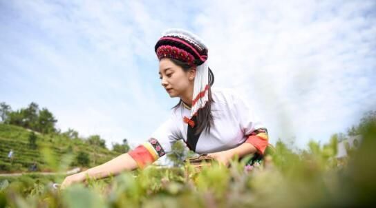 关于湖南桑植白茶进入春茶采摘季 白族村民采茶忙的内容(4)