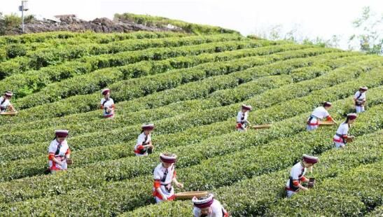 关于湖南桑植白茶进入春茶采摘季 白族村民采茶忙的内容(5)