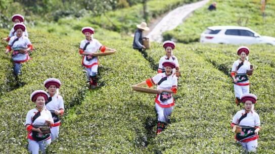 关于湖南桑植白茶进入春茶采摘季 白族村民采茶忙的内容(3)