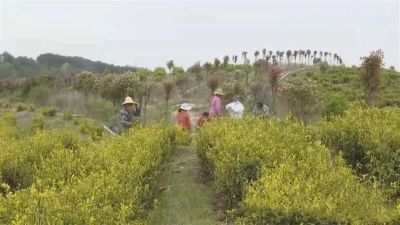 有关于武汉新洲黄金茶走向国际市场的消息