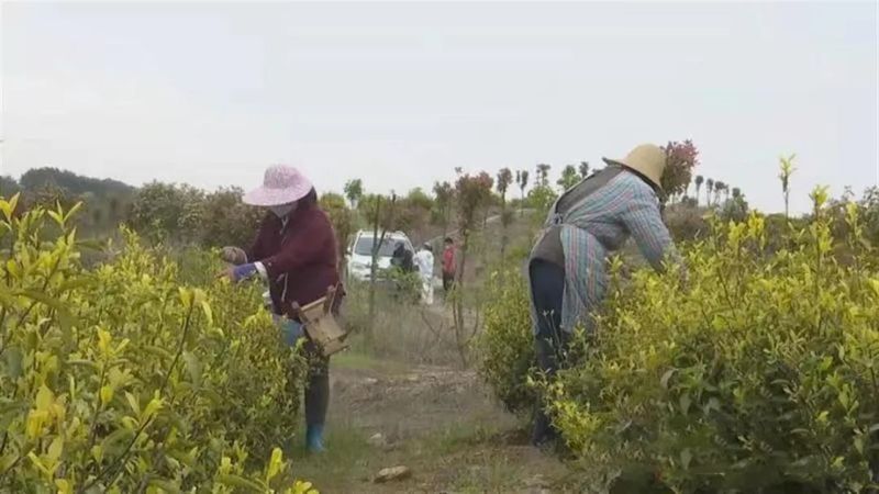 有关于武汉新洲黄金茶走向国际市场的消息(1)