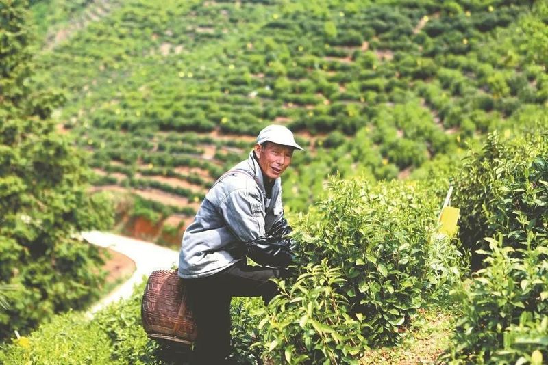 有关于徽茶如何品出“新滋味的相关信息(1)