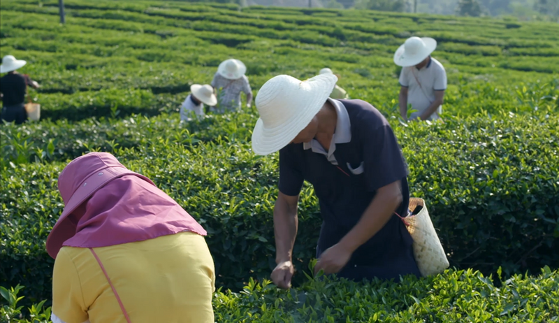 关于春季黑茶采摘加工进行时的消息(1)