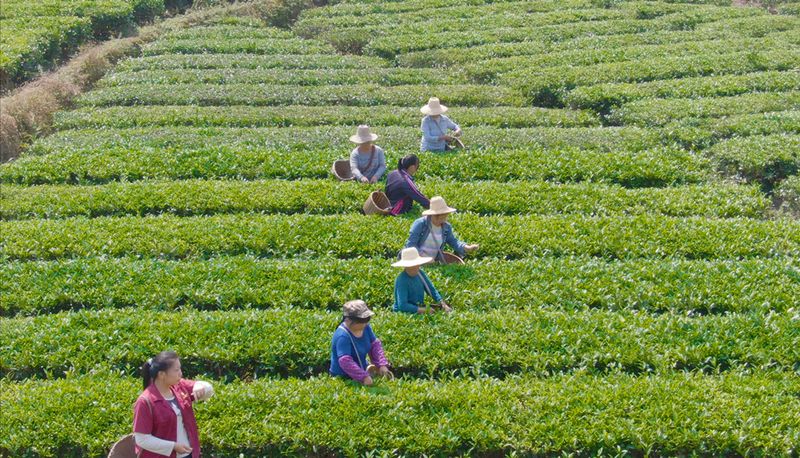 关于春季黑茶采摘加工进行时的消息(2)