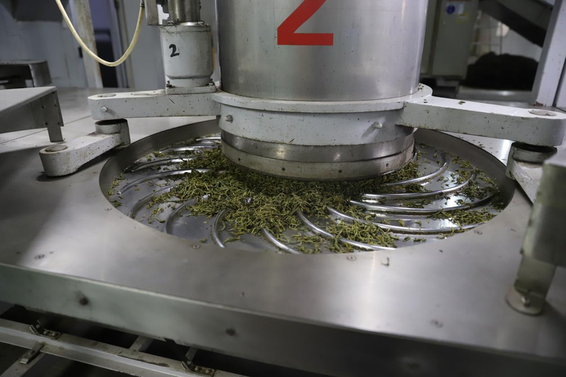 关于春季黑茶采摘加工进行时的消息(3)
