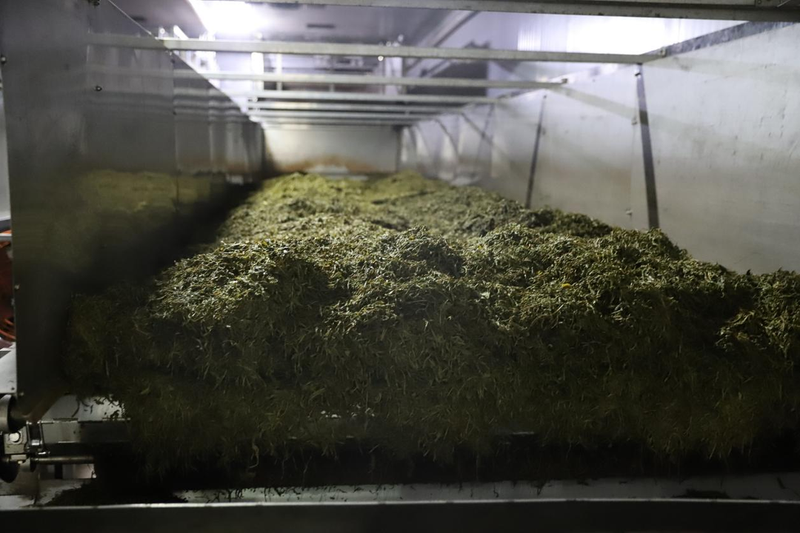 关于春季黑茶采摘加工进行时的消息(4)
