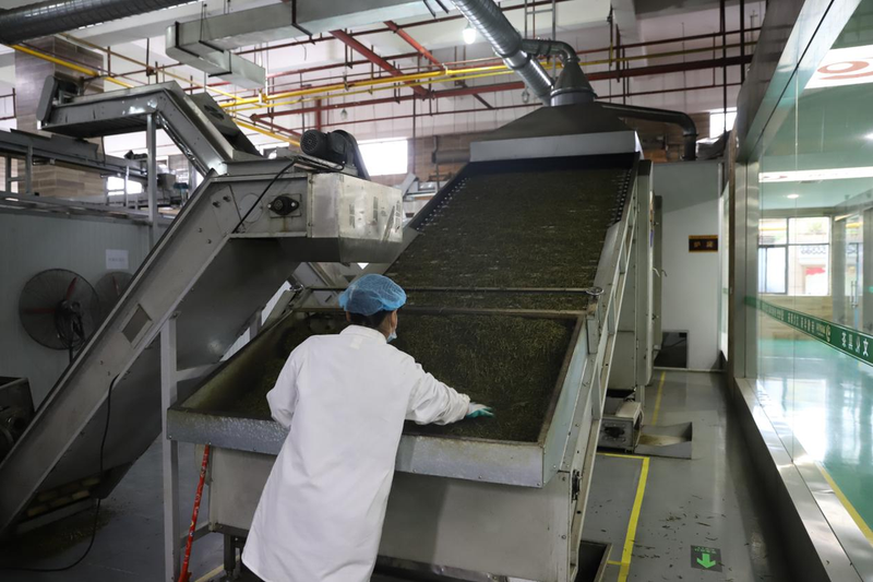 关于春季黑茶采摘加工进行时的消息(5)
