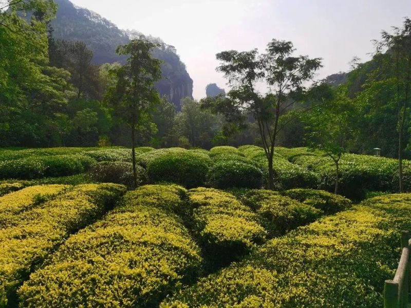 有关于一周茶事 ： 福建多地乌龙茶开采；全国茶叶标准样品工作组成立的资讯(2)